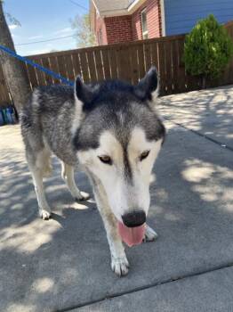 COBY -  Husky Dog for Adoption in Dallas, Texas - COBY | PetCurious