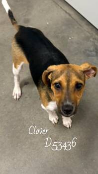 Clover -  Chihuahua and Mixed Breed Dog Available for Adoption in Clarksville, Tennessee - Clover | PetCurious