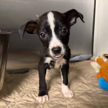 Grace Greenwood -  Labrador Retriever and Mixed Breed Dog for Adoption in Tampa, Florida - Grace Greenwood | PetCurious