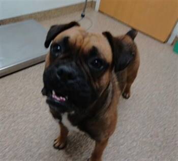 DOMINGO -  Boxer and Mixed Breed Dog for Adoption in Albuquerque, New Mexico - DOMINGO | PetCurious