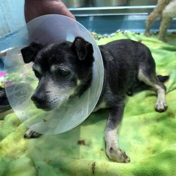 Chihuahua Dogs Available for Adoption in Long Beach, California - ALVEN | PetCurious