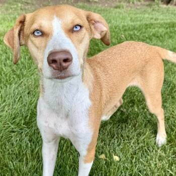 Esther -  Australian Shepherd and Mixed Breed Dog for Adoption in Dayton, Ohio - Esther | PetCurious