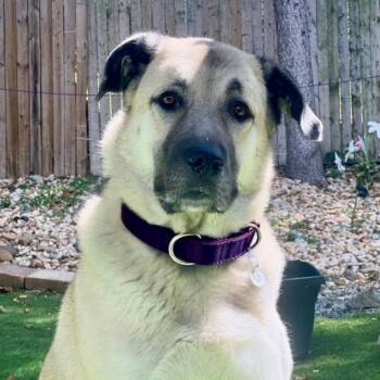 Rescue Anatolian Shepherd Dogs for Adoption in Ringwood, New Jersey - Zia | PetCurious