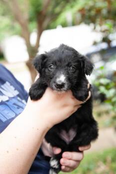 Nymph -  Aussiedoodle and Goldendoodle Dog for Adoption in Franklin, Tennessee - Nymph | PetCurious