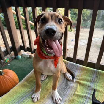 Curry -  Hound and German Shepherd Dog Dog for Adoption in Whittier, California - Curry | PetCurious