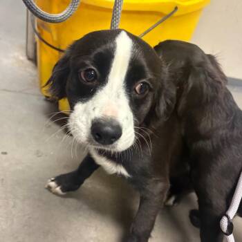 Cowboy -  Mixed Breed Dog for Adoption in Yuma, Arizona - Cowboy | PetCurious