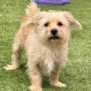 Cash -  Terrier Dog for Adoption in Hondo, Texas - Cash | PetCurious