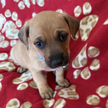 Lego Pup - Robo -  Chihuahua and Terrier Dog for Adoption in San Diego, California - Lego Pup - Robo | PetCurious