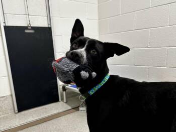 Border Collie and Mixed Breed Dogs Available for Adoption - HAZEL | PetCurious