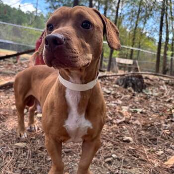 Toffee -  Basset Hound and Pit Bull Terrier Dog for Adoption in Birmingham, Alabama - Toffee | PetCurious