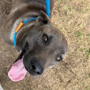 Rescue Mixed Breed Dogs for Adoption in Lake Jackson, Texas - Sonia | PetCurious