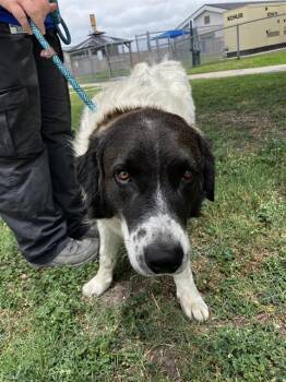 Saint Bernard and Anatolian Shepherd Dogs Available for Adoption in Corpus Christi, Texas - BUCC | PetCurious