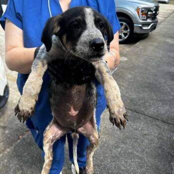 Mysterio -  Mixed Breed Dog for Adoption in Gadsden, Alabama - Mysterio | PetCurious