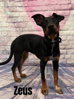 Zeus -  Doberman Pinscher Dog for Adoption in Quincy, Michigan - Zeus | PetCurious
