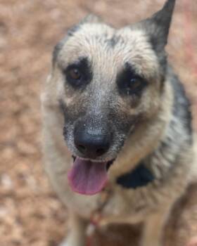 Marguerite -  German Shepherd Dog Dog for Adoption - Marguerite | PetCurious