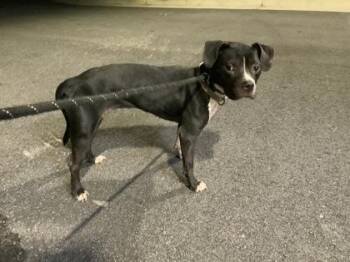 Nugget -  Pit Bull Terrier and Mixed Breed Dog for Adoption in Atlanta, Georgia - Nugget | PetCurious