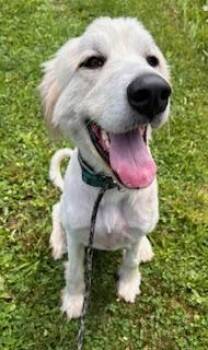 Rescue Great Pyrenees Dogs for Adoption in Lee, Massachusetts - Koda In NJ | PetCurious