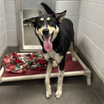 German Shepherd Dog and Mixed Breed Dogs Available for Adoption - MURPHY | PetCurious