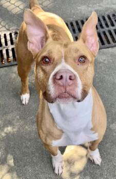 Arleth -  Pit Bull Terrier Dog for Adoption in Chicago, Illinois - Arleth | PetCurious