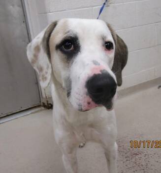 (53) -  Hound Dog for Adoption in Marietta, Georgia - (53) | PetCurious