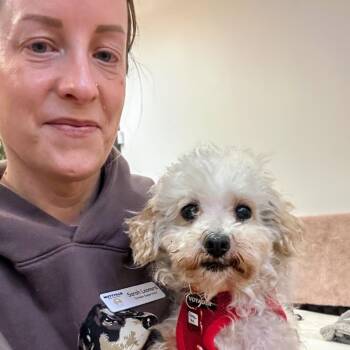 Rainbowland 14434 -  Maltese and Miniature Poodle Dog for Adoption in San Francisco, California - Rainbowland 14434 | PetCurious