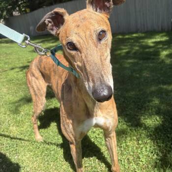 Roly Poly -  Greyhound Dog for Adoption in Swanzey, New Hampshire - Roly Poly | PetCurious