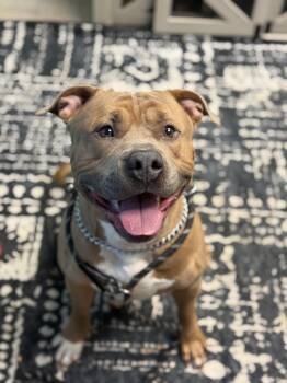 American Staffordshire Terrier Dogs Available for Adoption in Ashland, Virginia - Meeko | PetCurious