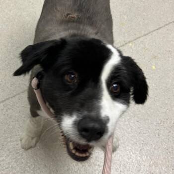 Mixed Breed Dogs Available for Adoption in Murray, Utah - Kota | PetCurious