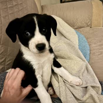 Black Labrador Retriever and Border Collie Dogs Available for Adoption - Bode | PetCurious