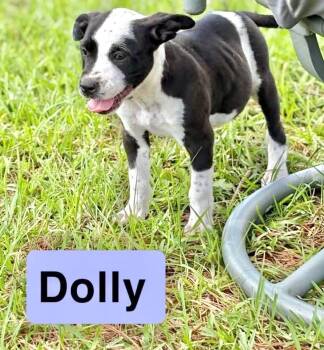 Pointer and Labrador Retriever Dogs Available for Adoption in Semmes, Alabama - Dolly | PetCurious