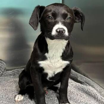 Black Labrador Retriever and Beagle Dogs Available for Adoption - Cupid | PetCurious