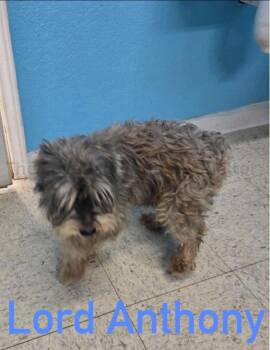 Schnauzer Dogs Available for Adoption in Grafton, Wisconsin - SPONSOR ME - Lord Anthony | PetCurious