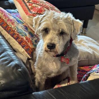 Schnauzer Dogs Available for Adoption - Quill | PetCurious