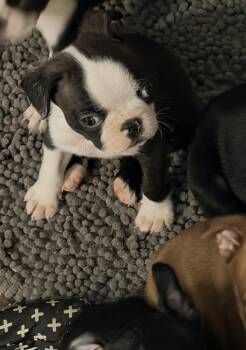 Chance -  Boston Terrier Dog for Sale in Holly, Michigan - Chance | PetCurious