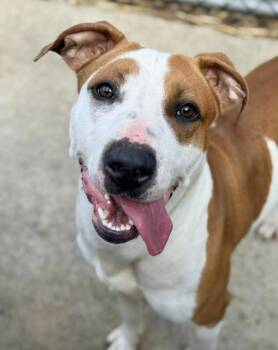 Pit Bull Terrier Dogs Available for Adoption in Chicago, Illinois - Fruity Pebbles | PetCurious