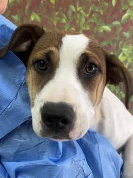 Labrador Retriever and Mixed Breed Dogs Available for Adoption in San Antonio, Texas - Cottontail | PetCurious