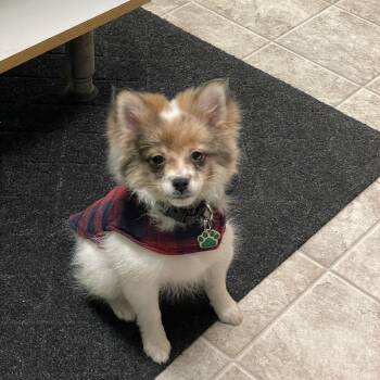 Chihuahua and Pomeranian Dogs Available for Adoption - Pippy | PetCurious