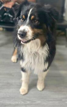 Charlie -  Border Collie Dog Available for Adoption in Santa Monica, California - Charlie | PetCurious