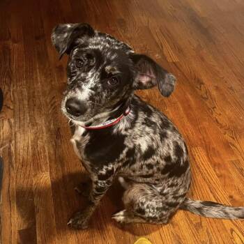 Joss -  Australian Cattle Dog Blue Heeler Dog for Adoption in Columbia, South Carolina - Joss | PetCurious