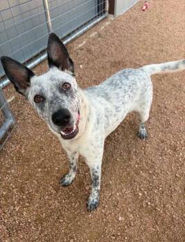 Steven -  Australian Cattle Dog Blue Heeler Dog for Adoption in Midway, Utah - Steven | PetCurious
