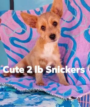 Yorkshire Terrier Dogs Available for Adoption - Snickers | PetCurious