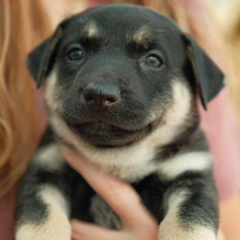 Wedge -  Mixed Breed Dog for Adoption in Buffalo, Minnesota - Wedge | PetCurious