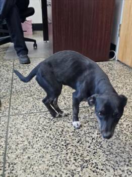 Rescue Chihuahua Dogs for Adoption in Tracy, California - MANKEY | PetCurious