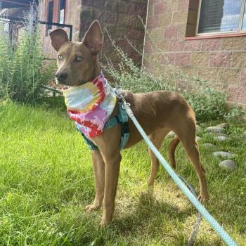 Bernadette -  Mixed Breed and None Dog for Adoption in Glenwood Springs, Colorado - Bernadette | PetCurious