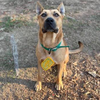 Ronaldo -  Mixed Breed Dog for Adoption in Wheeling, Illinois - Ronaldo | PetCurious