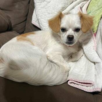 Rescue Shih Tzu and Chihuahua Dogs for Adoption in Hopkinton, Massachusetts - Otis Ray | PetCurious
