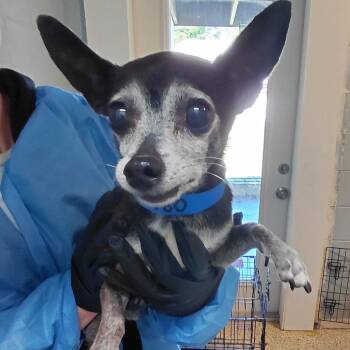 Chihuahua and Mixed Breed Dogs Available for Adoption in Loxahatchee Groves, Florida - PANCHO  9271 | PetCurious