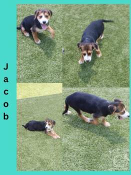 Jacob -  Mixed Breed Dog for Adoption in Kenansville, North Carolina - Jacob | PetCurious