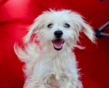 Paige Plum -  Maltese Dog for Adoption in Milton, Georgia - Paige Plum | PetCurious