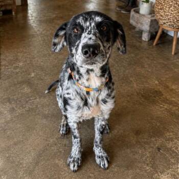 Dottie (5.0) -  Australian Cattle Dog Blue Heeler Dog for Adoption in New Orleans, Louisiana - Dottie (5.0) | PetCurious